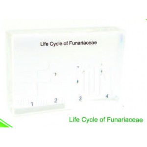 Life Cycle of Funariaceae